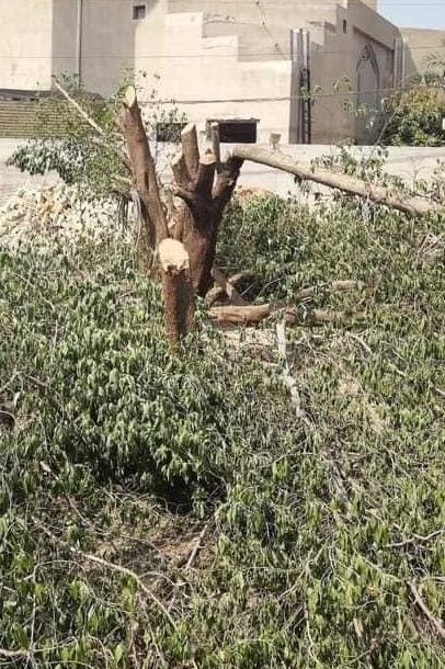 امانة بغداد: يُمنع قطع الاشجار في العاصمة