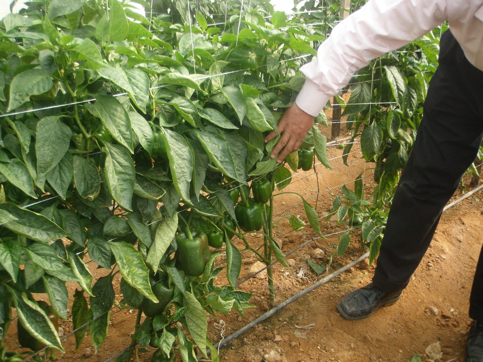 كربلاء تزرع 19060 دونماً بمختلف المحاصيل الزراعية الشتوية