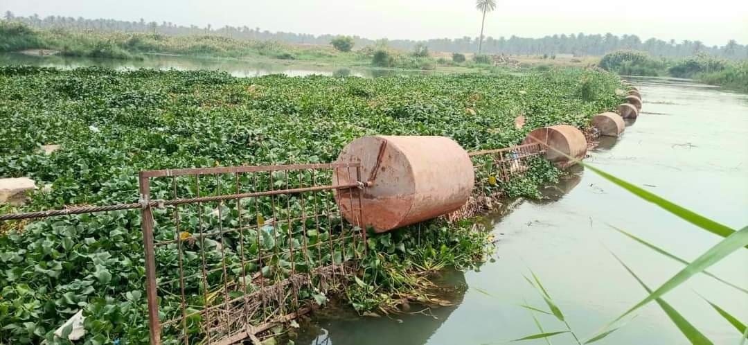 بالصور:حملة مكافحة انتشار نبات زهرة النيل الخطرة داخل حوض الفرات في كربلاء