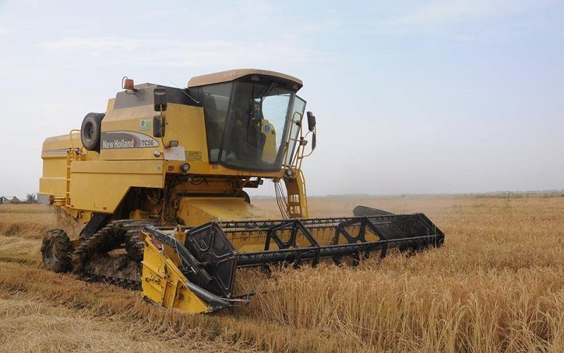 التجارة : كميات الشلب المسوقة بلغت ما يقارب ( 75 ) الف طن