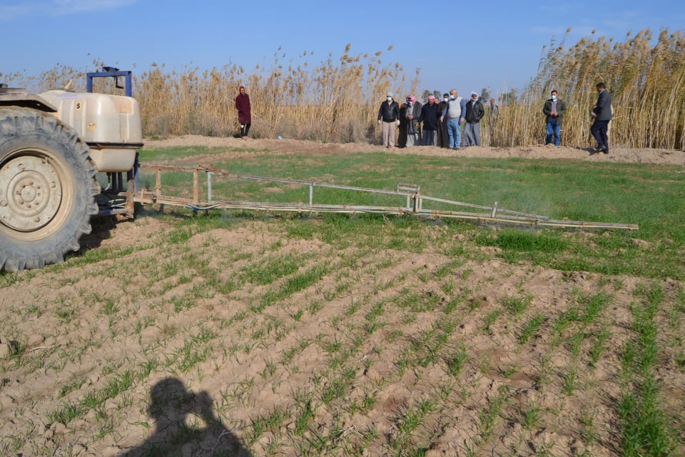 الجمعيات الفلاحية في كربلاء تشارك بمشاهدة حقلية حول الاستخدام الأمثل لمبيدات أدغال الحنطة