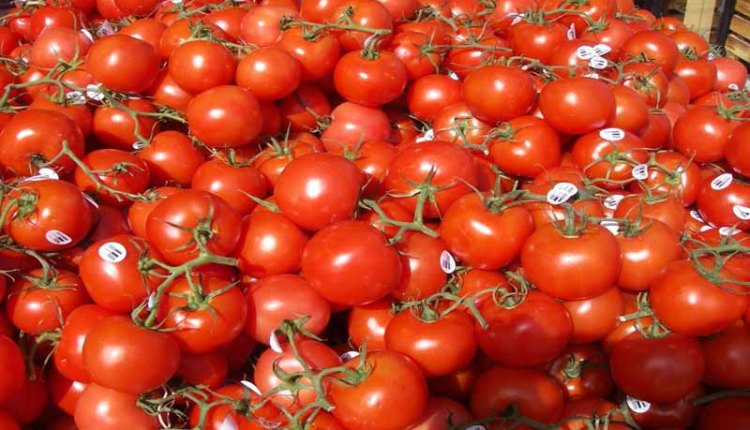 البصرة.. تحقيق قفزة في انتاج محصول الطماطم بالزبير