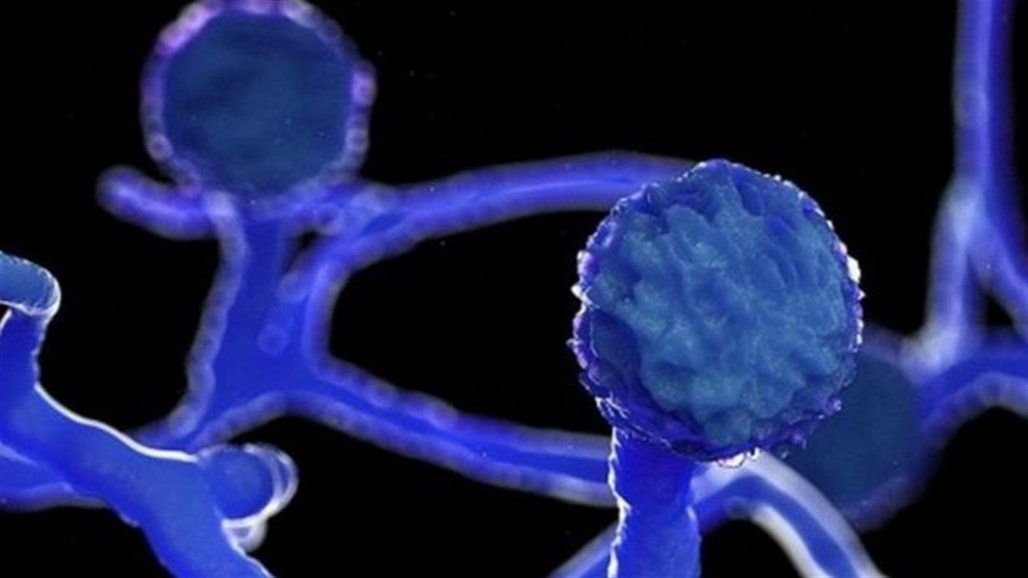 تعليق من الصحة البرلمانية بشأن عدوى "الفطر الأسود"