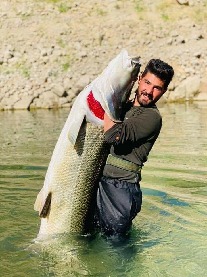 بالصور:اصطياد سمكة بحجم الانسان في العراق