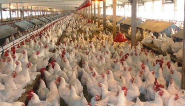 فرنسا تعدم أكثر من 600 ألف دجاجة في سباق لاحتواء إنفلونزا الطيور