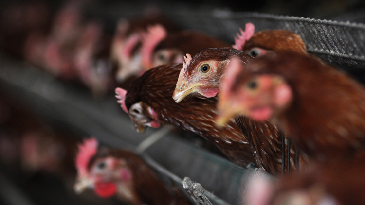 شركة برازيلية تستحصل تراخيص لتصدير الدجاج والديك الرومي الى العراق