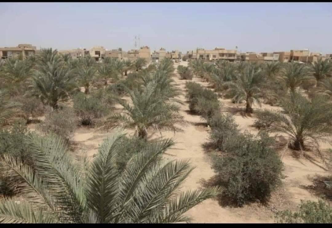 العتبة الحسينية توقظ الحزام الاخضر في كربلاء من سبات عميق