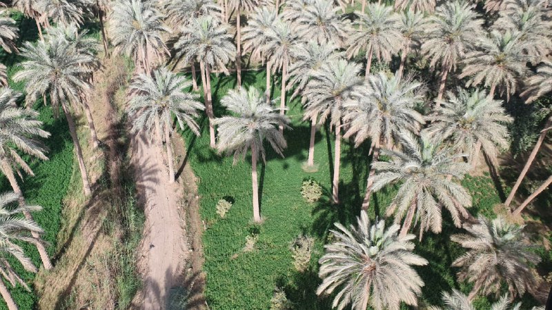 بالفيديو:الطائرات العسكرية تكافح "الدوباس والحمّيرة" في كربلاء