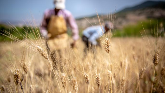 3 دول عربية من الأكثر استيراداً للقمح في العالم تواجه ارتفاع الأسعار