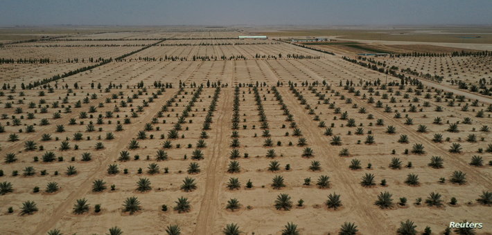 وزارة الزراعة ستبدأ حملة تشجير في العراق