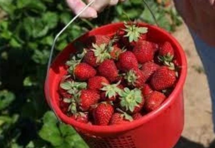 الانبار تعلن تسويق اول وجبة من محصول الفراولة