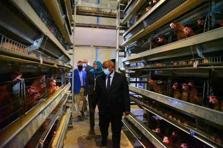 كربلاء تسوق اكثر من مليون دجاجة الى اسواقها المحلية (صور)