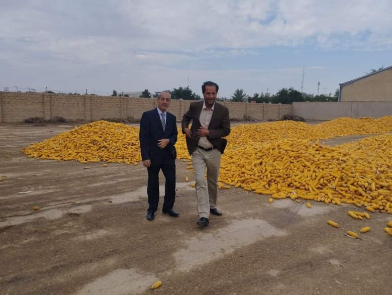 زراعة كربلاء تسوق اكثر من ١٠٠٠ طن من محصول الذرة الصفراء