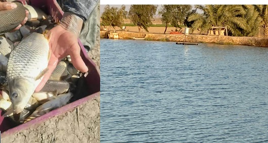 بعد غلاء اسعارها بالاسواق:تربية الأسماك البحرية تجربة تنفذ لأول مرة في العراق