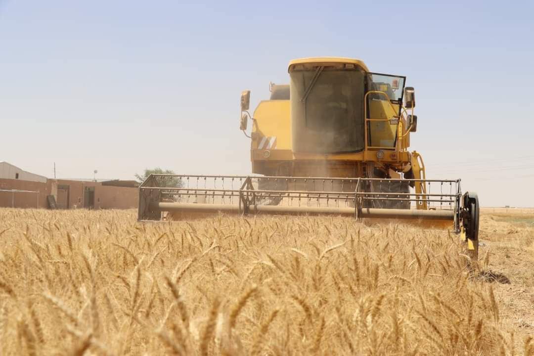 بعد رفع سعر  الطن الى (٨٥٠) الف  دينار وتسليم المبالغ خلال اسبوعين... ثماني محافظات تحصد الحنطة