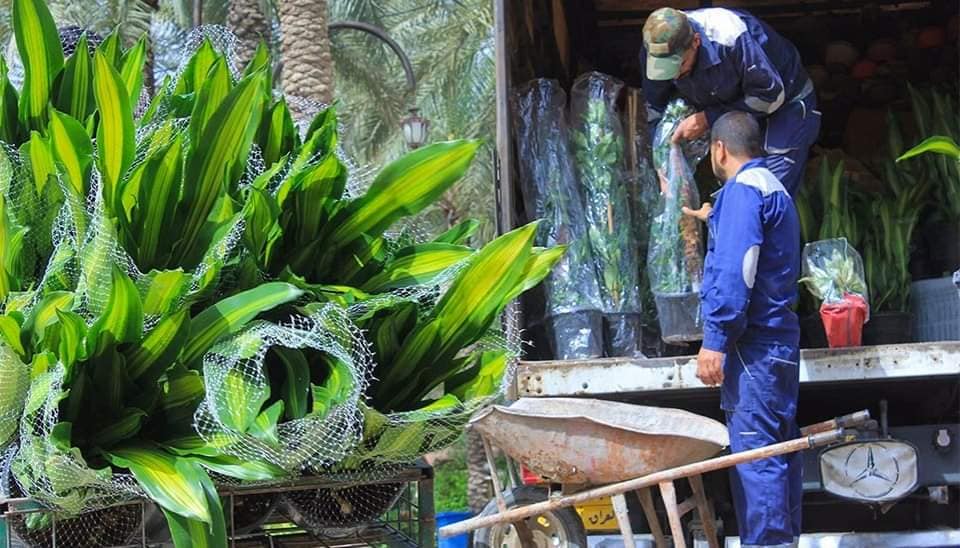 بعد تأهيلها لحديقة الامة ببغداد:العتبة الحسينية تؤهل طريق بغداد كركوك بطول 5 كم بالاشجار والمسطحات الخضراء مجانا