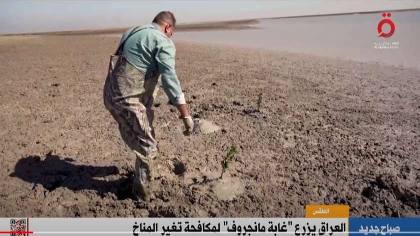 «القاهرة الإخبارية»: العراق يزرع غابة مانجروف لمكافحة تغير المناخ