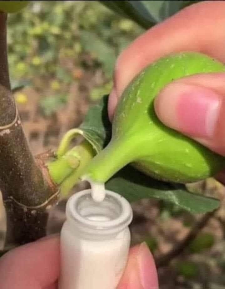 هل سمعت عن حليب التين؟ اكتشف ماهي فوائده