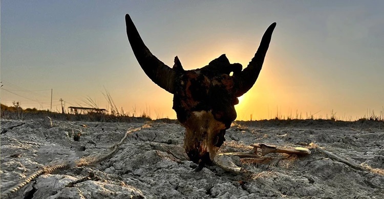 وثيقة.. مجلس الوزراء يوافق على تعويض أصحاب الحيوانات الهالكة في ذي قار