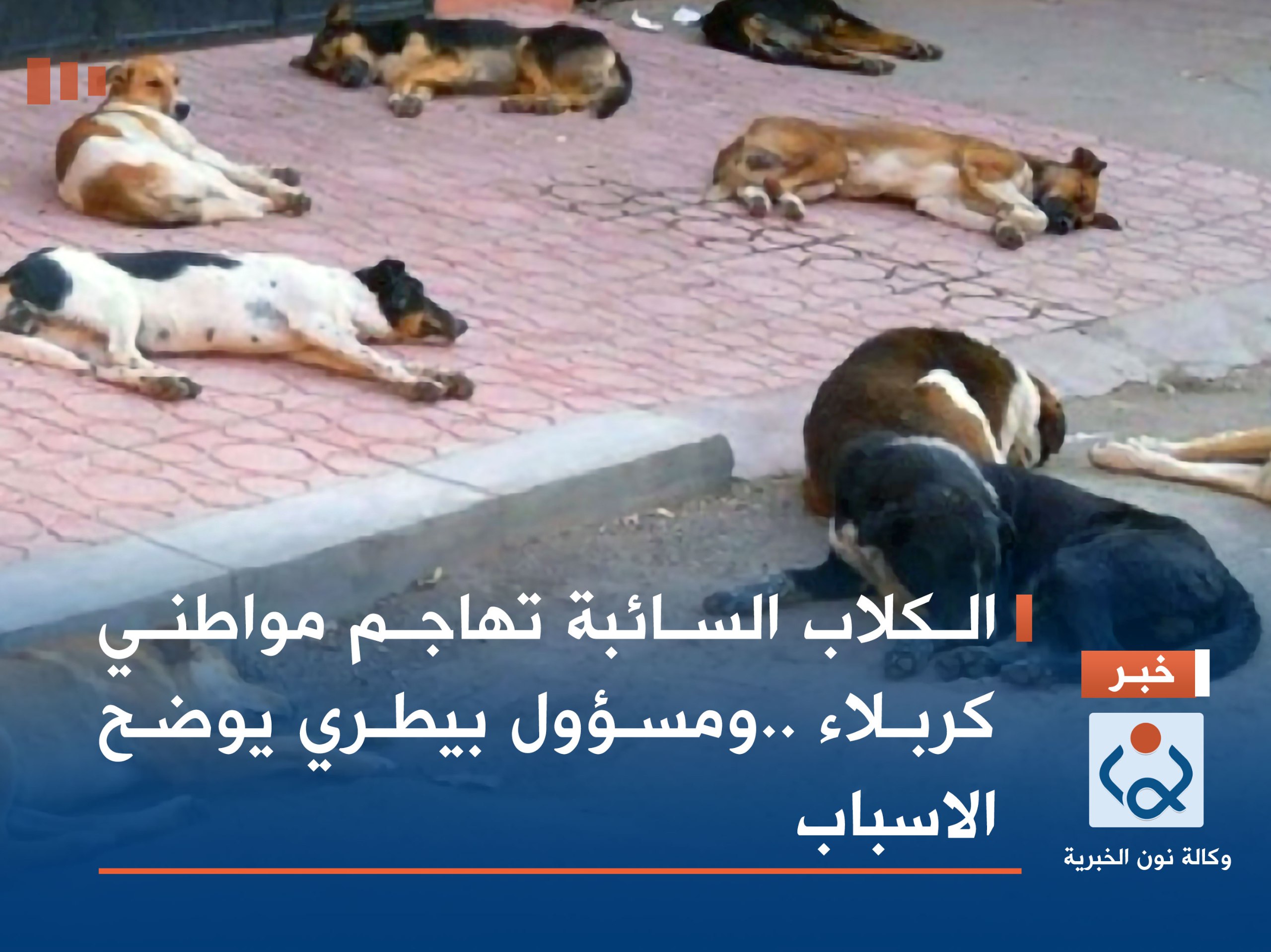 الكلاب السائبة تهاجم مواطني كربلاء ..ومسؤول بيطري يوضح الاسباب