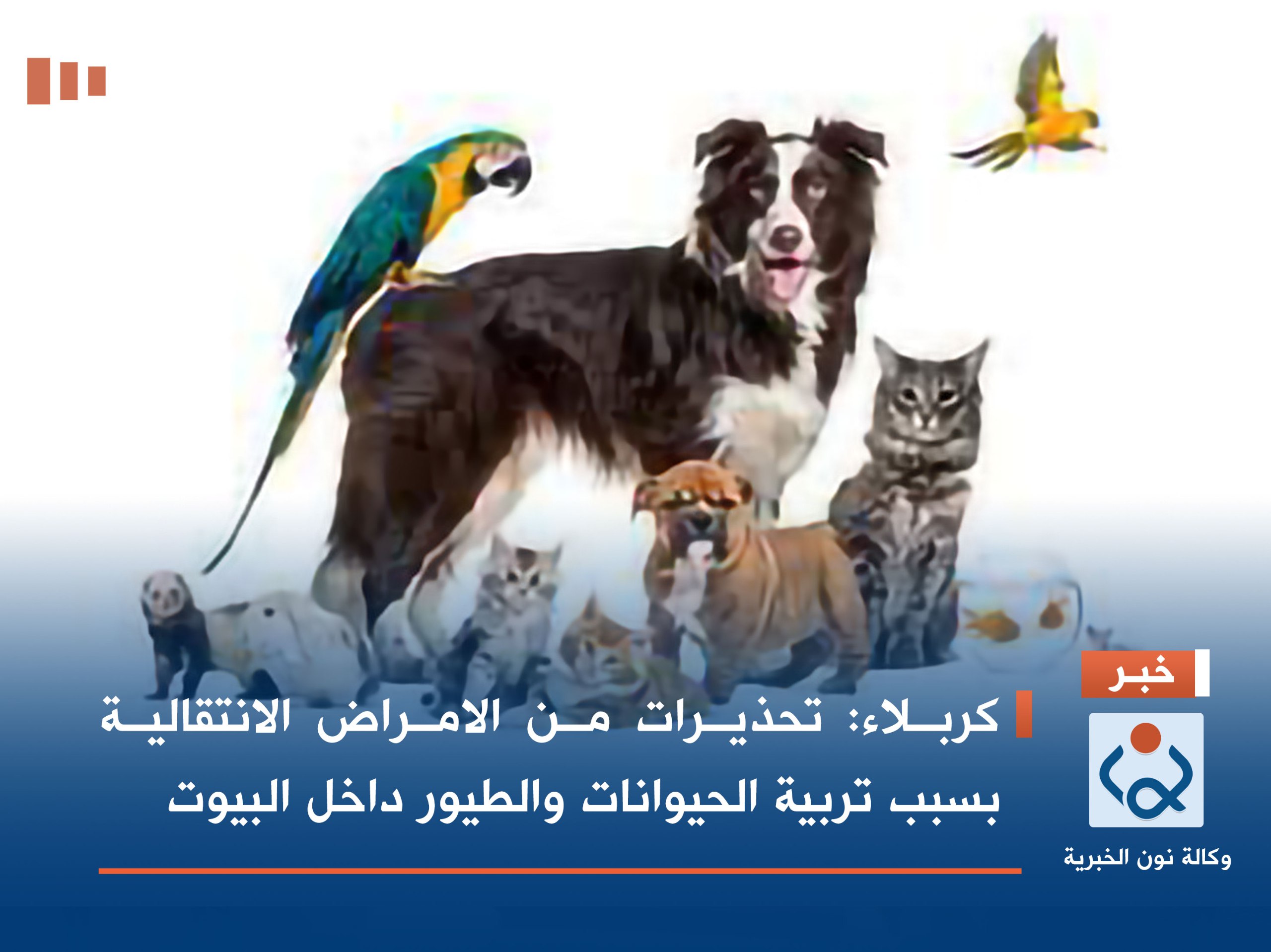 كربلاء:تحذيرات من الامراض الانتقالية بسبب تربية الحيوانات والطيور داخل البيوت(فيديو)