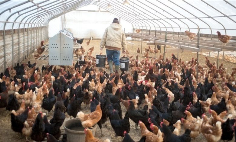 بسبب إنفلونزا الطيور.. إعدام 27 ألف طائر في ألمانيا والدنمارك