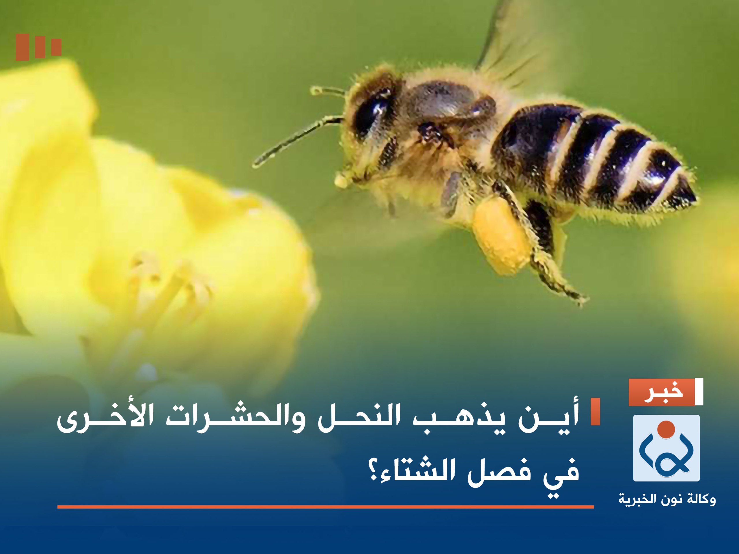 أين يذهب النحل والحشرات الأخرى في فصل الشتاء؟