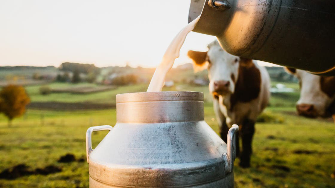 فوائد جمة لحليب الأبقار يكشفها العلماء ويحذرون من أحد أنواعه