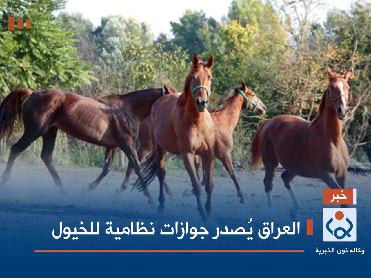 العراق يُصدر جوازات نظامية للخيول