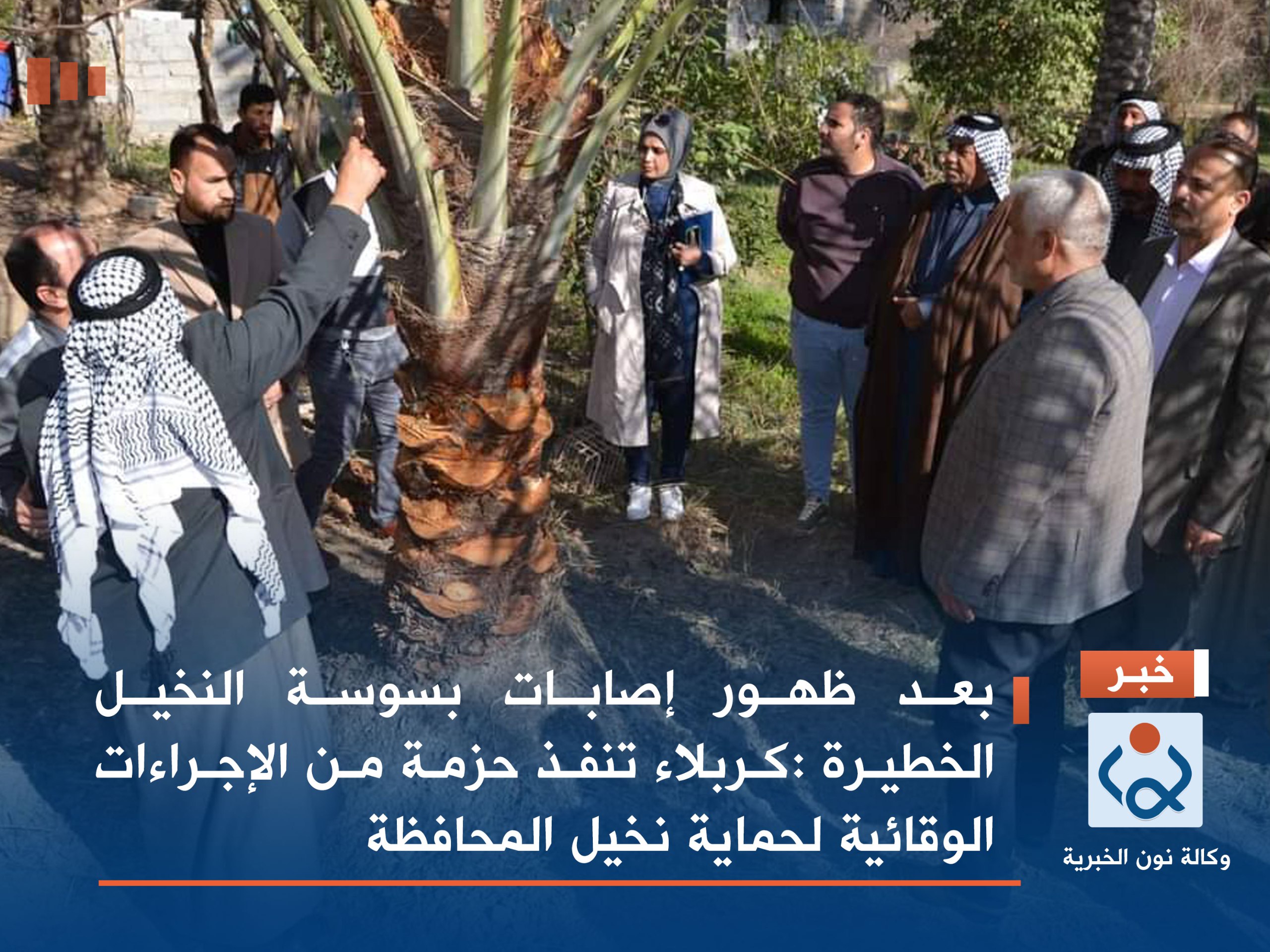 بعد ظهور إصابات بسوسة النخيل الخطيرة :كربلاء تنفذ حزمة من الإجراءات الوقائية لحماية نخيل المحافظة