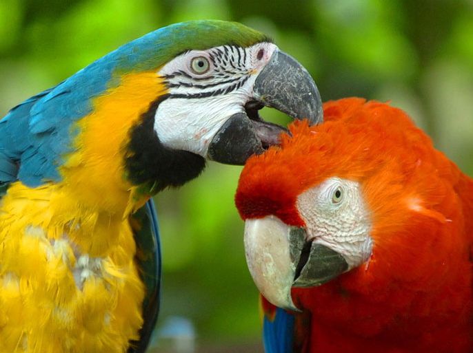 ما هي حمى الببغاء التي باتت تنتشر في أوروبا ؟