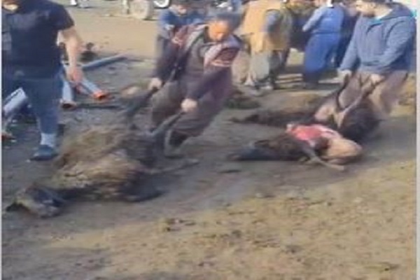 هجوم قطيع من الذئاب على حظيرة ماشية يسفر عن مجزرة في بنجوين شمال العراق