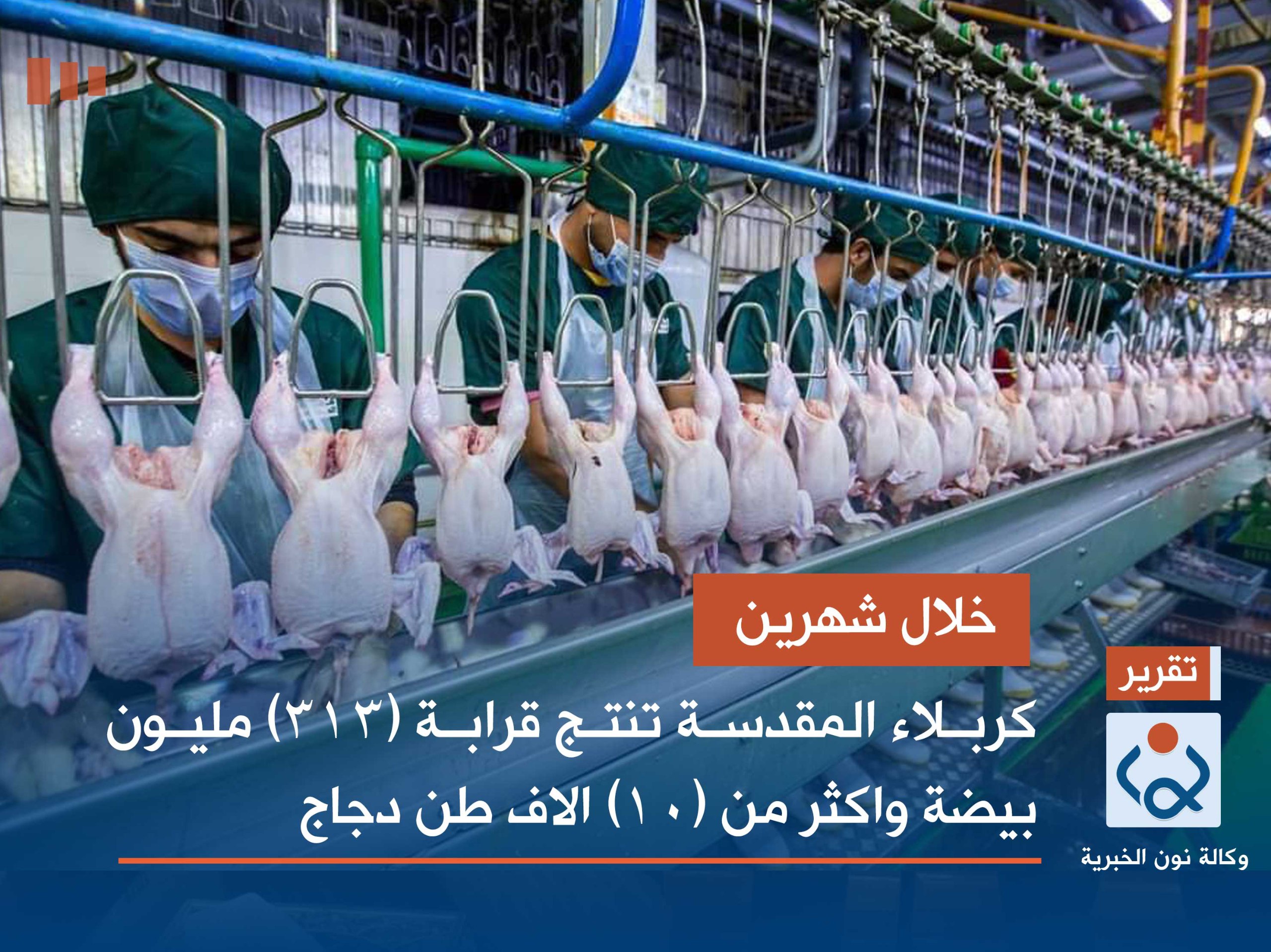 خلال 90 يوما : كربلاء المقدسة تنتج قرابة (313) مليون بيضة واكثر من (10) الاف طن دجاج