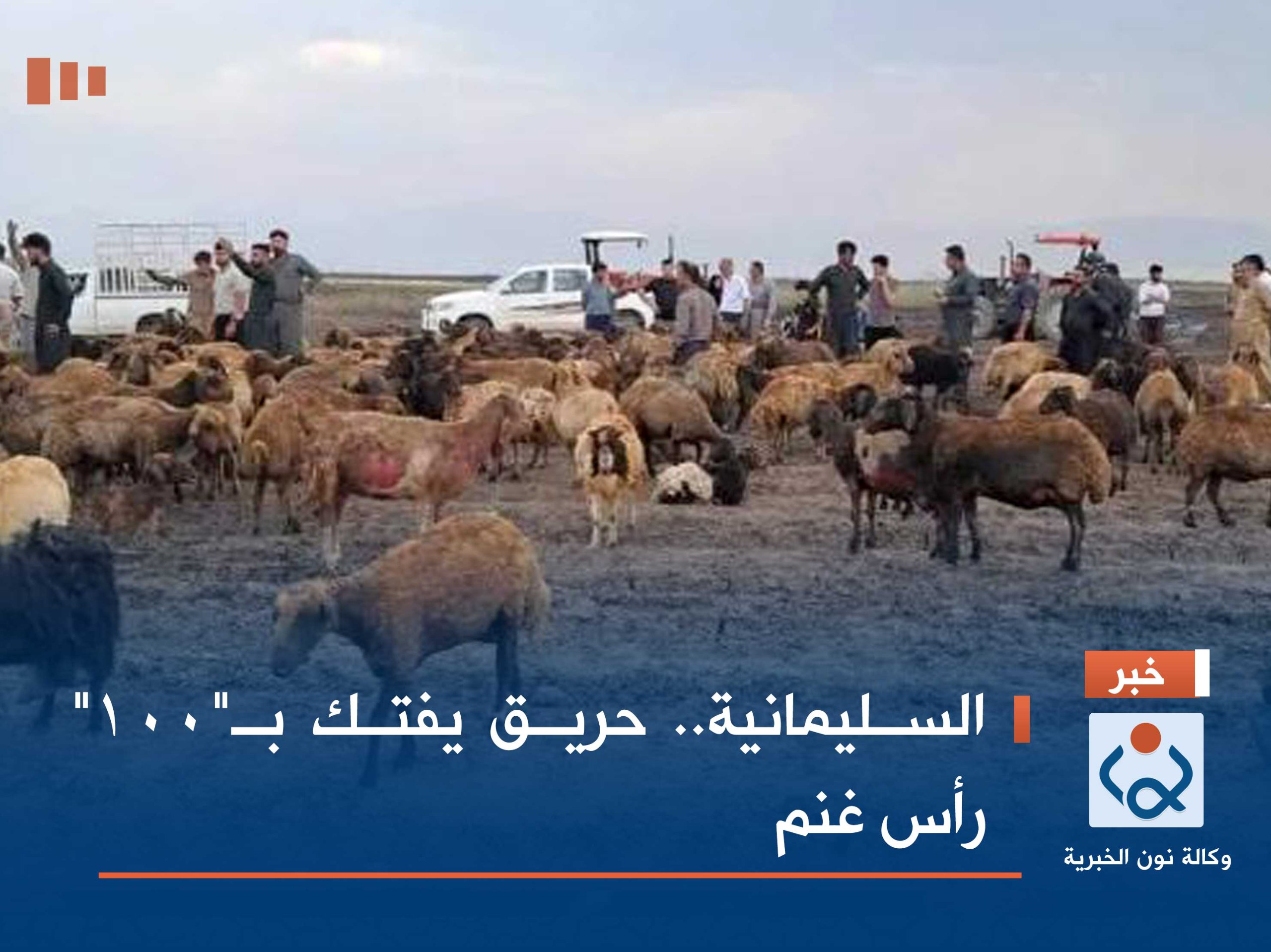 السليمانية.. حريق يفتك بـ"100" رأس غنم