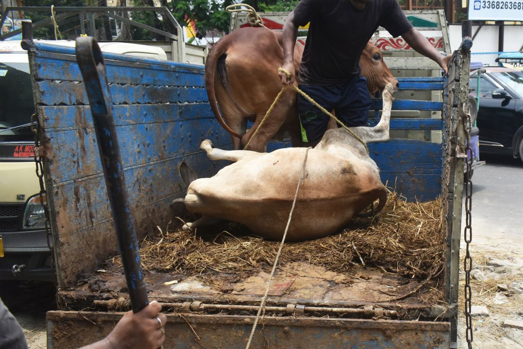 تركيا.. إصابة نحو 16 ألف شخص خلال ذبح الأضاحي