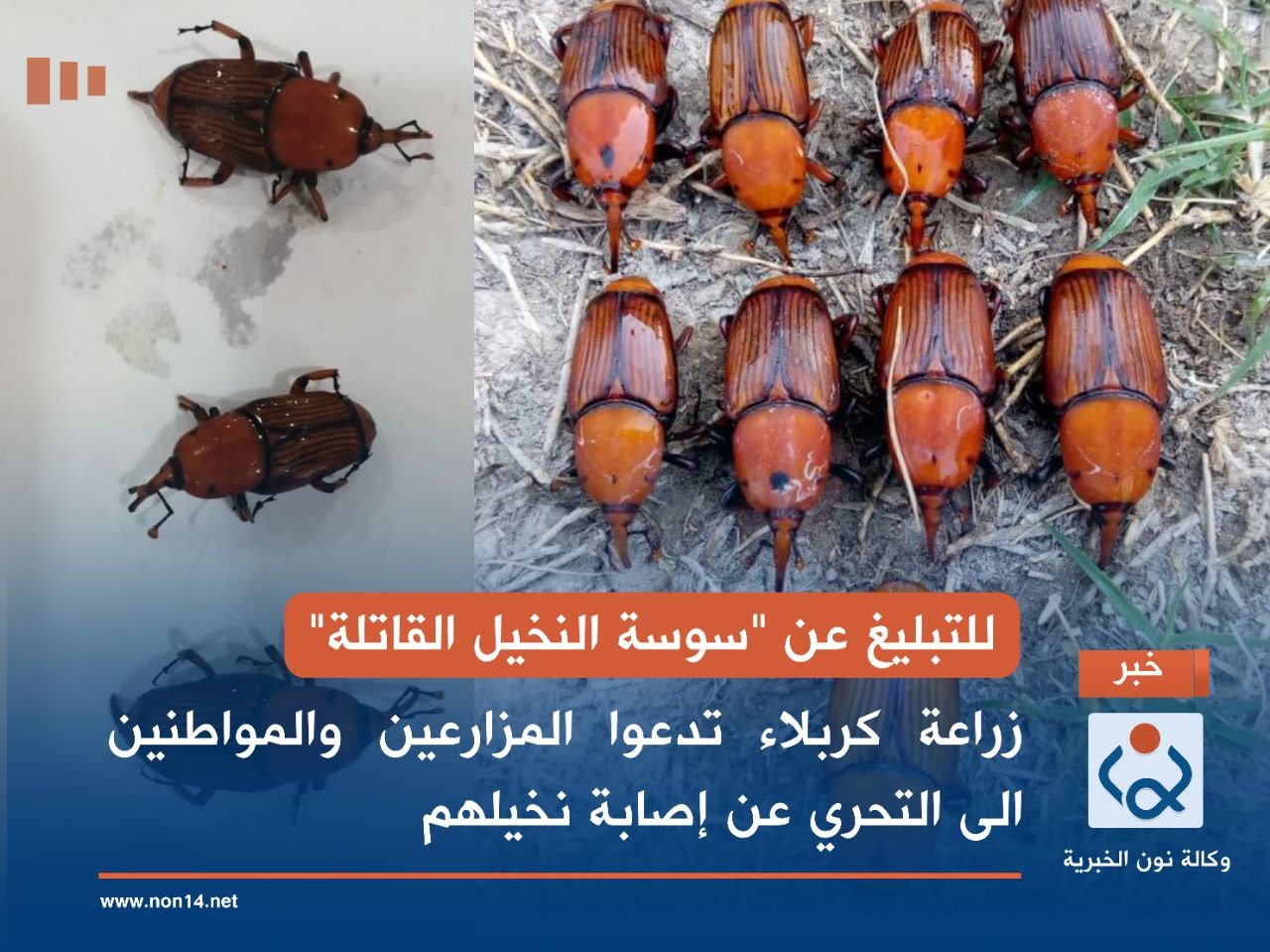 للتبليغ عن "سوسة النخيل القاتلة".. زراعة كربلاء تدعوا المزارعين والمواطنين الى التحري عن إصابة نخيلهم