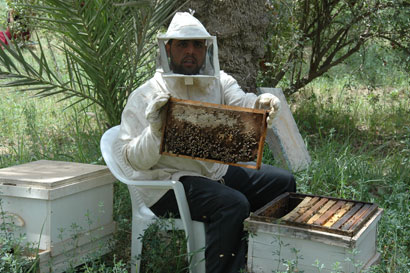 لاول مرة في العتبة الحسينية المقدسة افتتاح منحل خاص بالعتبة لتربية النحل وانتاج العسل الطبيعي