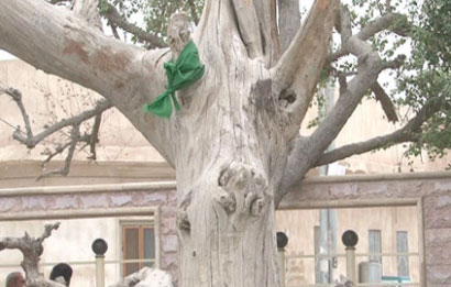 ازدياد عدد الزائرين لشجرة آدم عليه السلام في القرنة