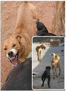 قرويون مصريون يقتلون 220 كلباً في يوم واحد ثأراً لمقتل طفل