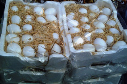 افتتاح مشروع استثماري ينتج اكثر من مليون ونصف المليون من بيض المائدة  ضمن نظام البطاريات