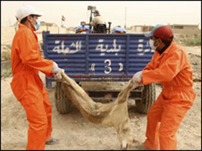 فرق القتل تجوب شوارع بغداد لاعدام  مليون كلب ضال في عموم العاصمة