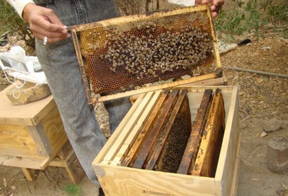 افتتاح أول مشروع لتربية سلالات النحل في كربلاء