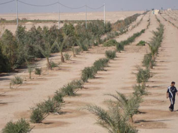 المباشرة بمشروع الحزام الأخضر شمال كربلاء