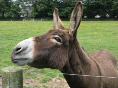 حزب الحمير الكردستاني يطالب بدعم مادي لفتح أذاعة (النهيق)