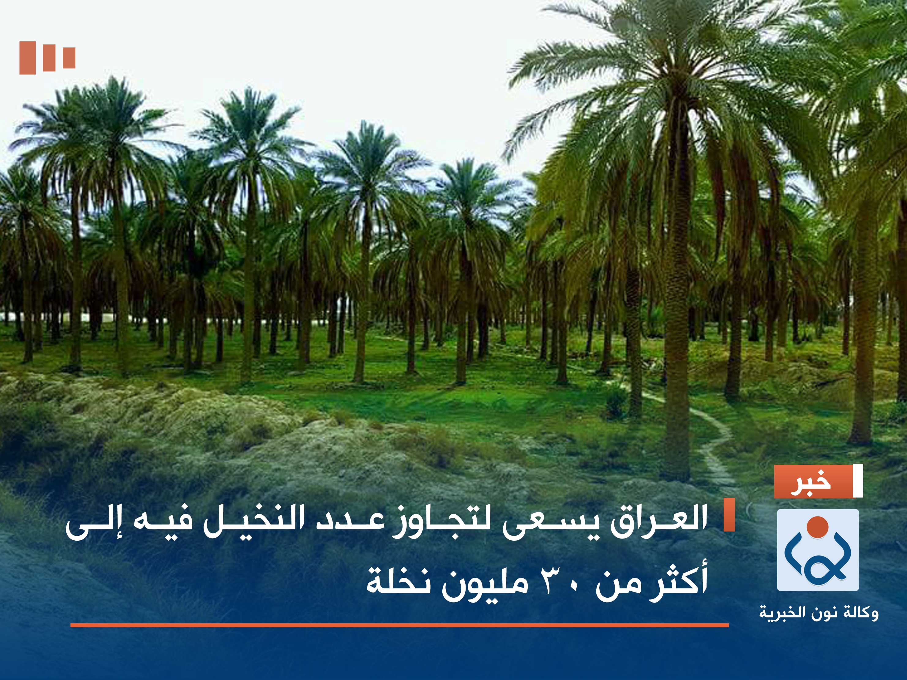 العراق يسعى لتجاوز عدد النخيل فيه إلى أكثر من 30 مليون نخلة
