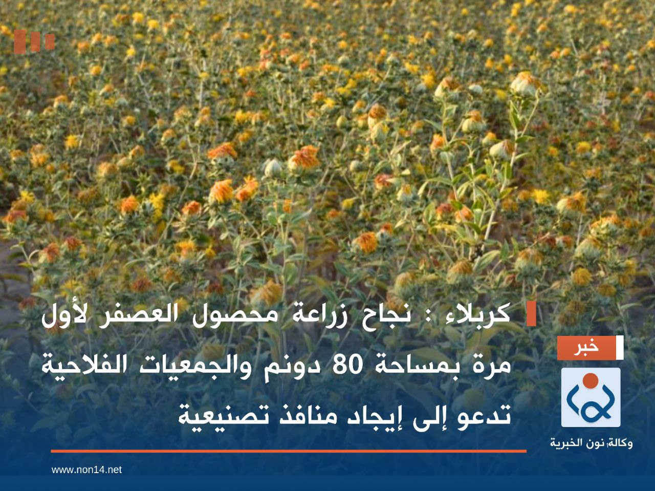 كربلاء : نجاح زراعة محصول العصفر لأول مرة بمساحة 80 دونم والجمعيات الفلاحية تدعو إلى إيجاد منافذ تصنيعية