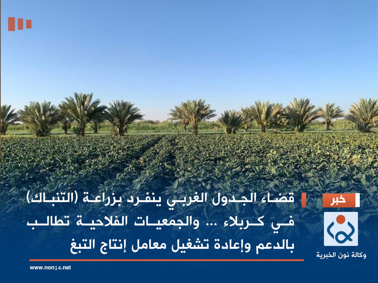 قضاء الجدول الغربي ينفرد بزراعة (التنباك) في كربلاء ... والجمعيات الفلاحية تطالب بالدعم وإعادة تشغيل معامل إنتاج التبغ