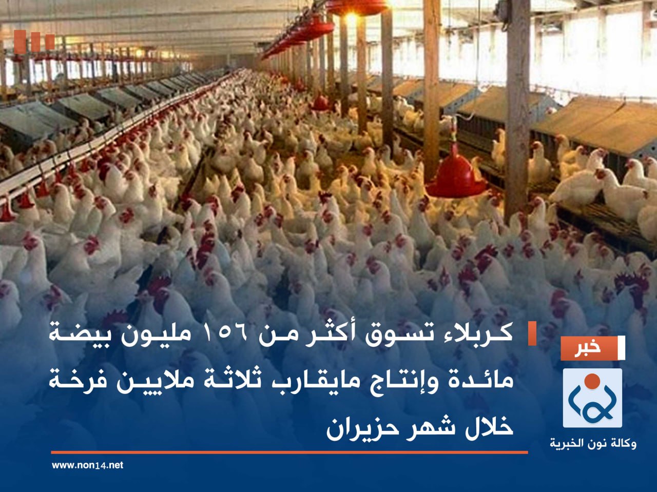 كربلاء تسوق أكثر من 156 مليون بيضة مائدة وإنتاج مايقارب ثلاثة ملايين فرخة خلال شهر حزيران