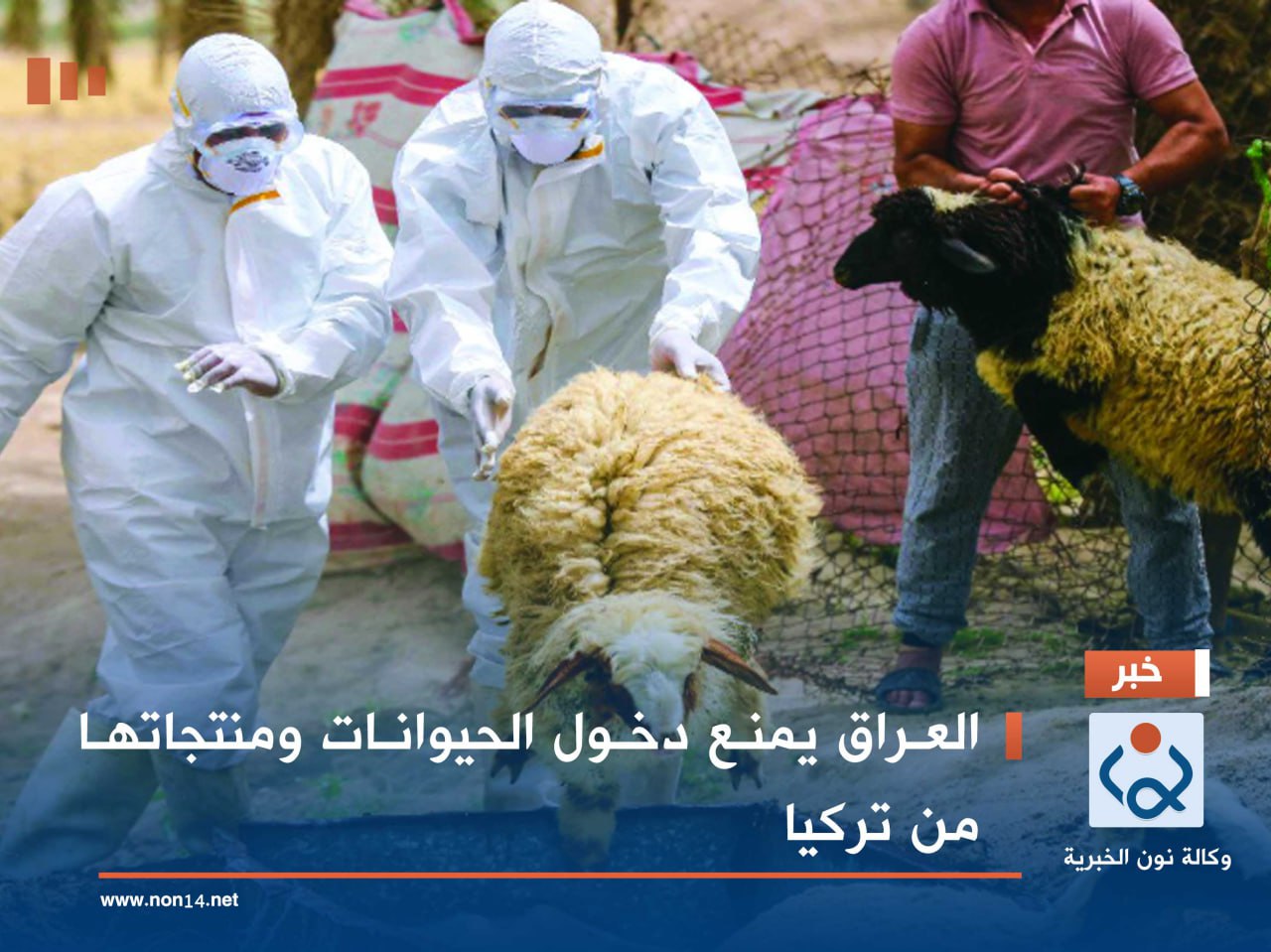 العراق يمنع دخول الحيوانات ومنتجاتها من تركيا