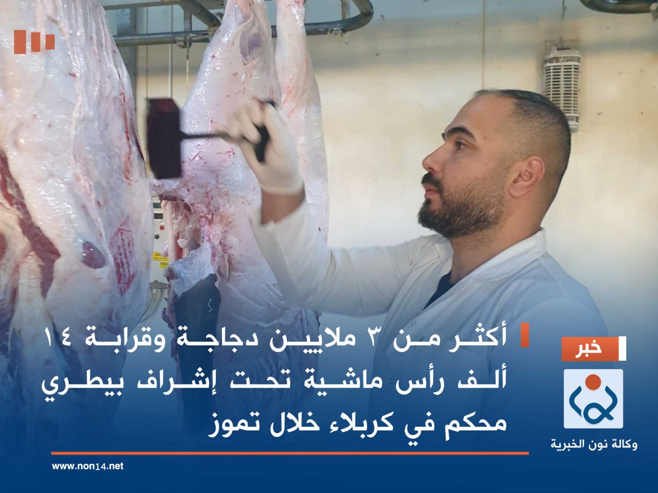 أكثر من 3 ملايين دجاجة وقرابة 14 ألف رأس ماشية تحت إشراف بيطري محكم في كربلاء خلال تموز